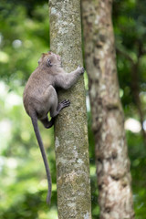 Naklejka na ściany i meble Monkey climbs up a tree in the forest of Ubud.