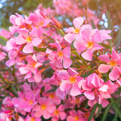 pink flowers of oleander