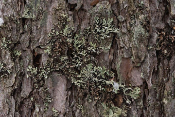 The bark of a pine
