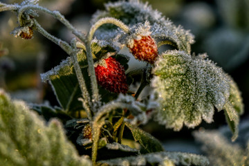 A frozen strawberries on green leaf in morning sun light. Beautiful cold delicacy with many vitamines in morning