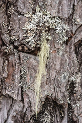 The bark of a pine