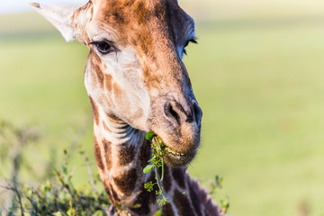 giraffe eating greenery 