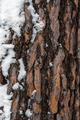 Fototapeta premium The bark of a pine