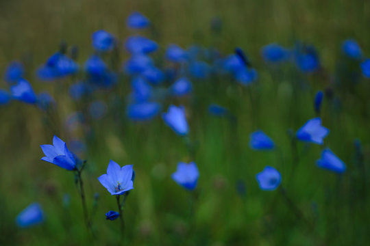Harebell, County Donegal, Ulster, Republic of Ireland