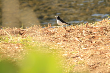 セグロセキレイと菜の花