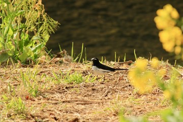 セグロセキレイと菜の花