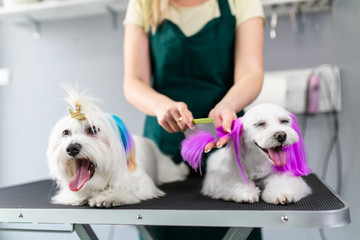 Maltese dogs at grooming salon. Groomer dyeing dog's hair using pet hair dye.