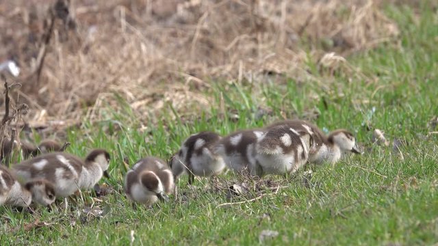 Nilgans, Egyptian goose&nbsp;(Alopochen aegyptiaca), Familie an der Mosel