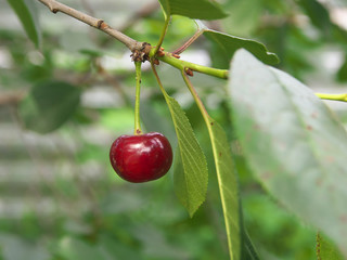 Sweet cherry red berries on a tree branch close up