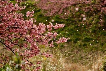 桜吹雪