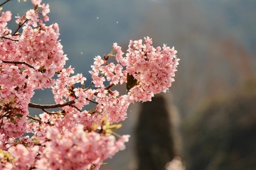 河津桜とメジロ