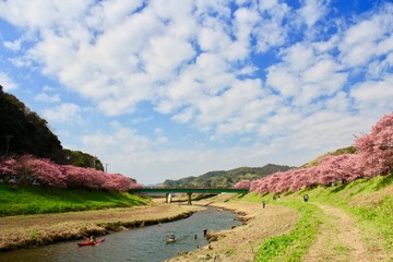 Fototapeta na wymiar 南伊豆　みなみの桜と菜の花祭り