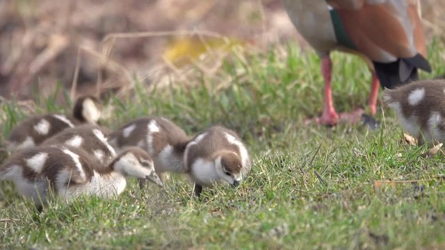 Nilgans, Egyptian goose&nbsp;(Alopochen aegyptiaca), Familie an der Mosel