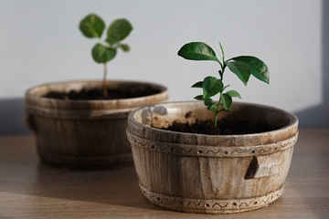 small tiny lemon tree on wooden table