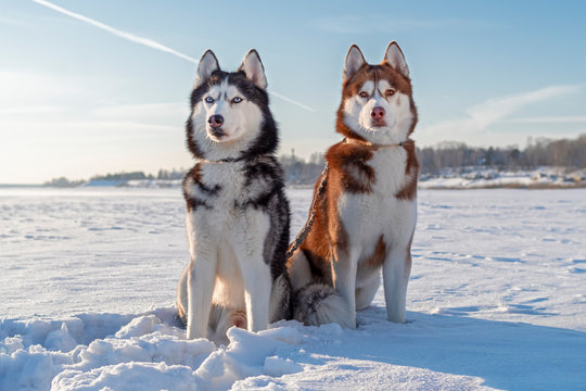 Siberian husky dogs on winter walk. Husky dogs sit on white snow.