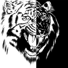 Beautiful tiger with open mouth and fangs. Wild animal, predator. Vector illustration for greeting card or poster, print on clothes. Hand drawing. 