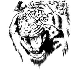 Beautiful tiger with open mouth and fangs. Wild animal, predator. Vector illustration for greeting card or poster, print on clothes. Hand drawing. 