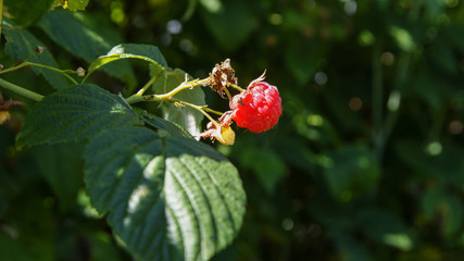 Fototapeta premium Dojrzała czerwona malina na gałązce krzewu w ogrodzie koło domu