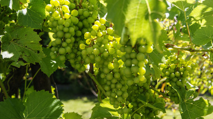 dojrzałe zielone winogrona na gałęzi winorośli w ogrodzie koło domu