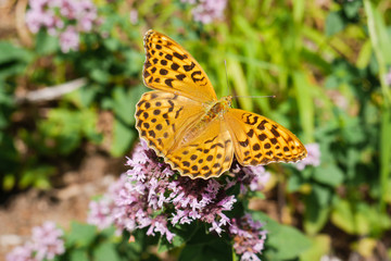 Dostojka laodyce (argynnis laodice) butterfly sitting on a flower