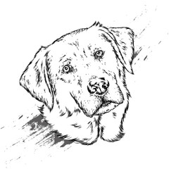 Portrait of a dog or puppy. Vector illustration for greeting card or poster, print on clothes.