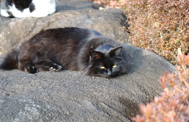 黒猫　のら　春　公園　とちぎ