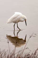 Snowy Egret feeding