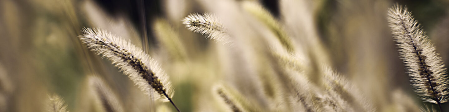 flutty grass autumn braun for banner