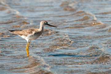 Yellow Legs