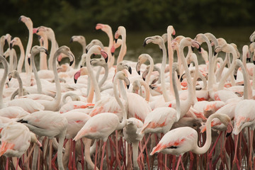 Greater flamingo (Phoenicopterus roseus). Ras Al Khor Wildlife Sanctuary. Dubai. UAE 