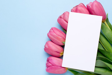 Pink flowers tulips and present card on a blue background