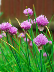 Chive onion purple violet flowers in a garden bed