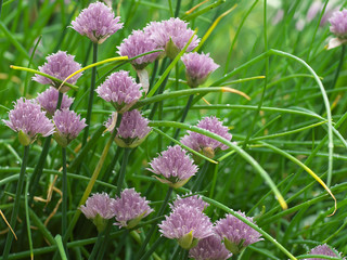 Chive onion purple violet flowers in a garden bed