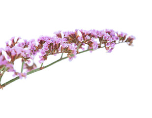 Obraz na płótnie Canvas flora of Gran Canaria - Limonium