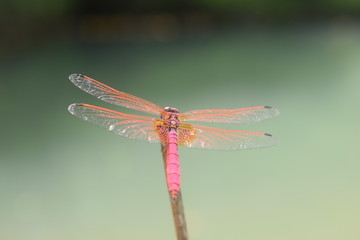 dragonfly