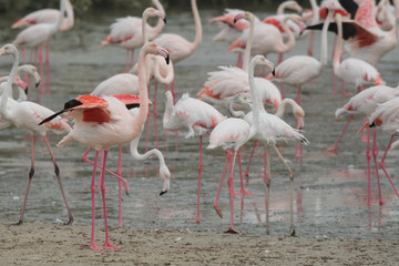 Greater flamingo (Phoenicopterus roseus). Ras Al Khor Wildlife Sanctuary. Dubai. UAE 