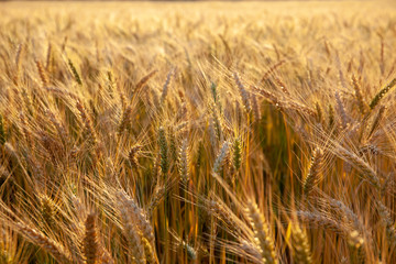 Wheat Field