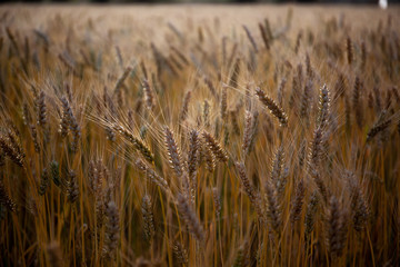 Fototapeta premium Wheat Field
