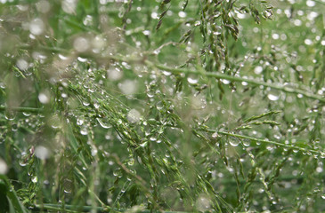 green grass with dew early spring morning in the sunlight, water perl tissue, water web
