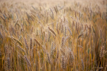 Wheat Field