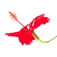 red Hibiscus rosa-sinensis