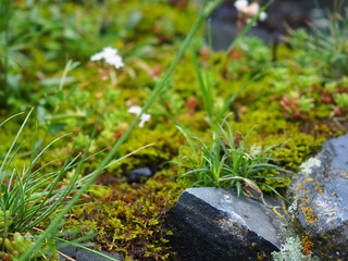 Setcases, Gerona, Cataluña, España, Spain