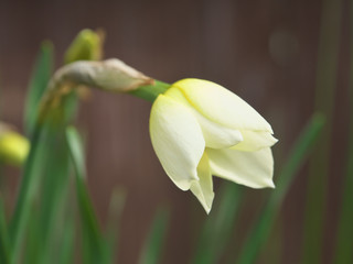White and yellow narcissus daffodil flower outdoors in spring. Close-up