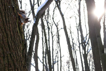 A cute fluffy squirrel sits on a tree and it is illuminated by the winter sun.