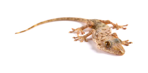 lizard close up on a white background