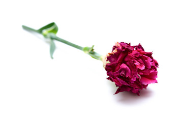 faded carnation on white background