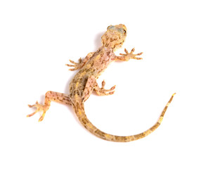 lizard close up on a white background