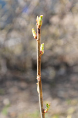 a branch with buds, close-up