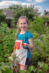 Children's picking raspberries. A cute little girl collects fresh fruits on an organic raspberry farm. Children gardening and picking berries.