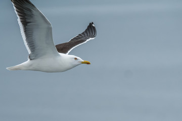 Seagull in flight